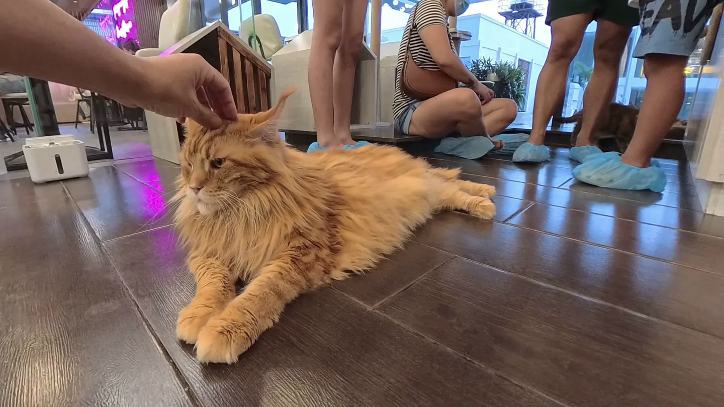 Miau Cafeで床にくつろぐ長毛の茶色い猫