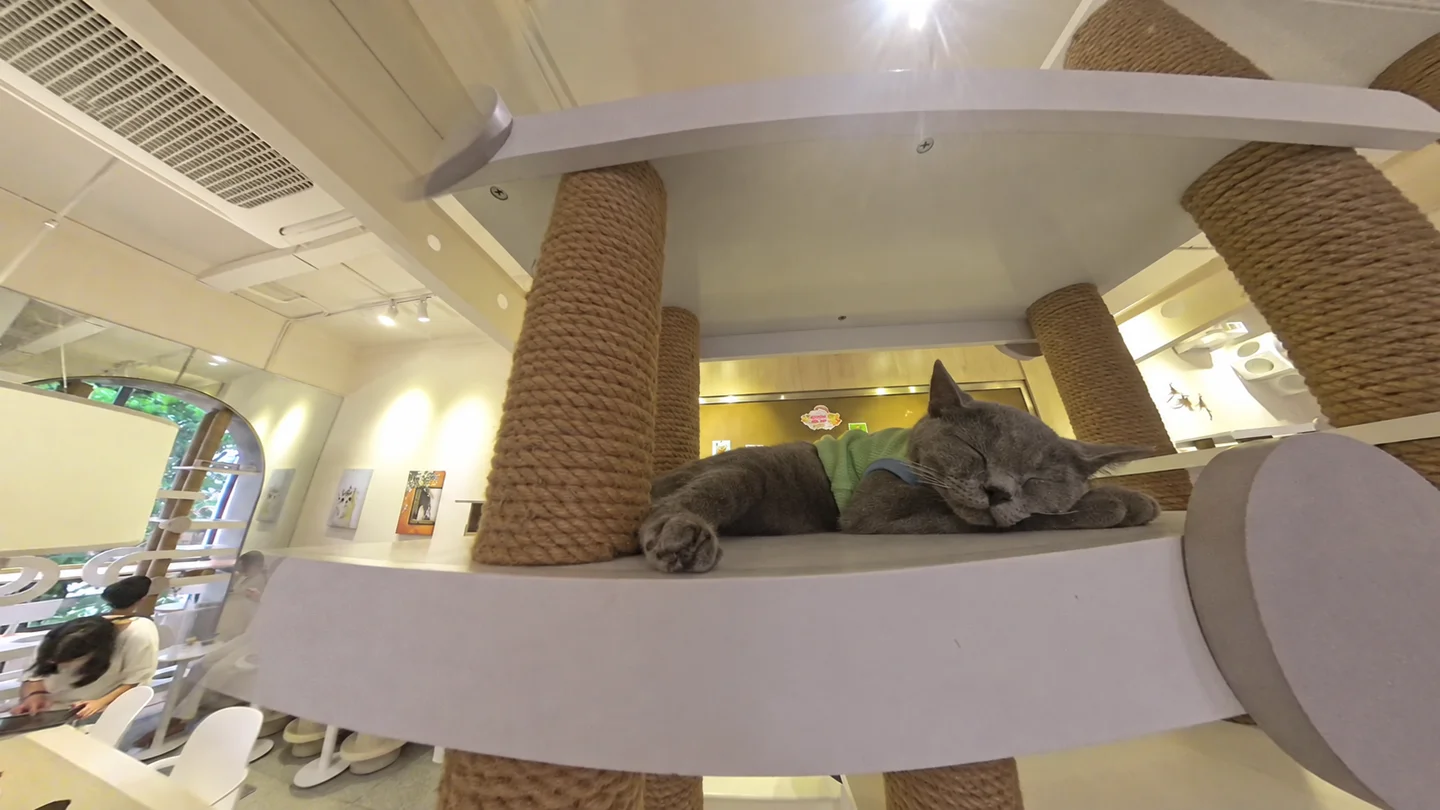 Meo Meo Cat Cafeの棚で眠る灰色の猫