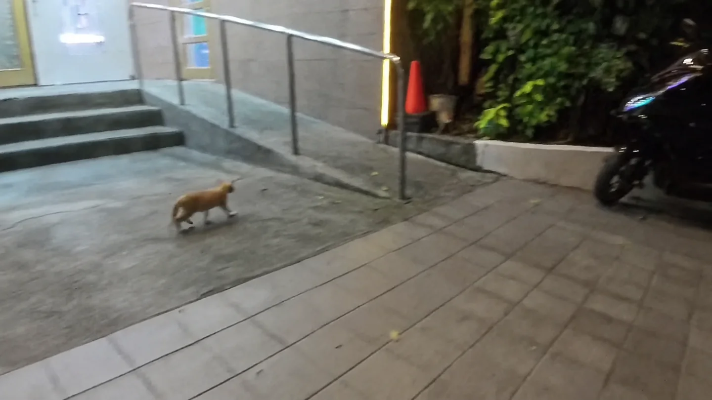 真理子の入口前を歩く猫