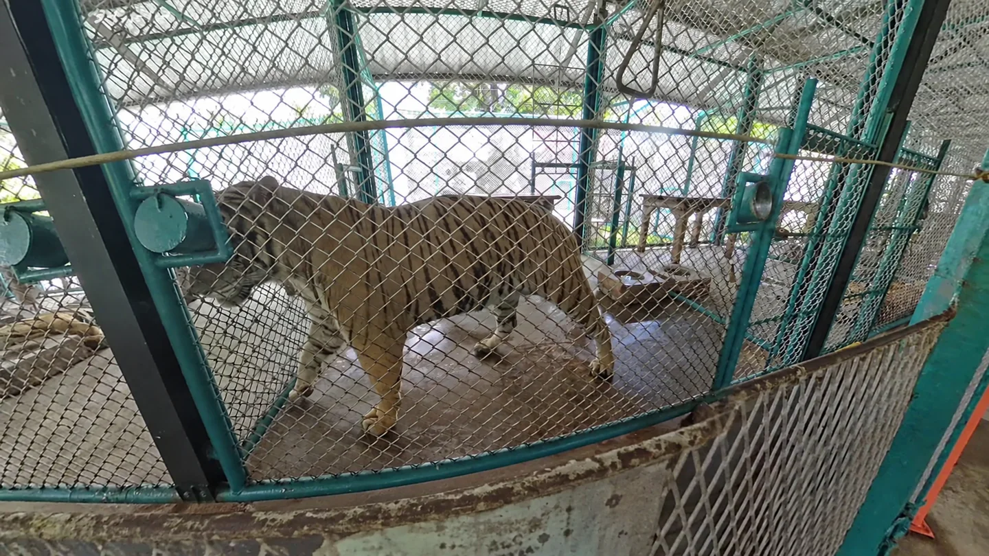 柵の向こうを歩くタイガーパークのトラ
